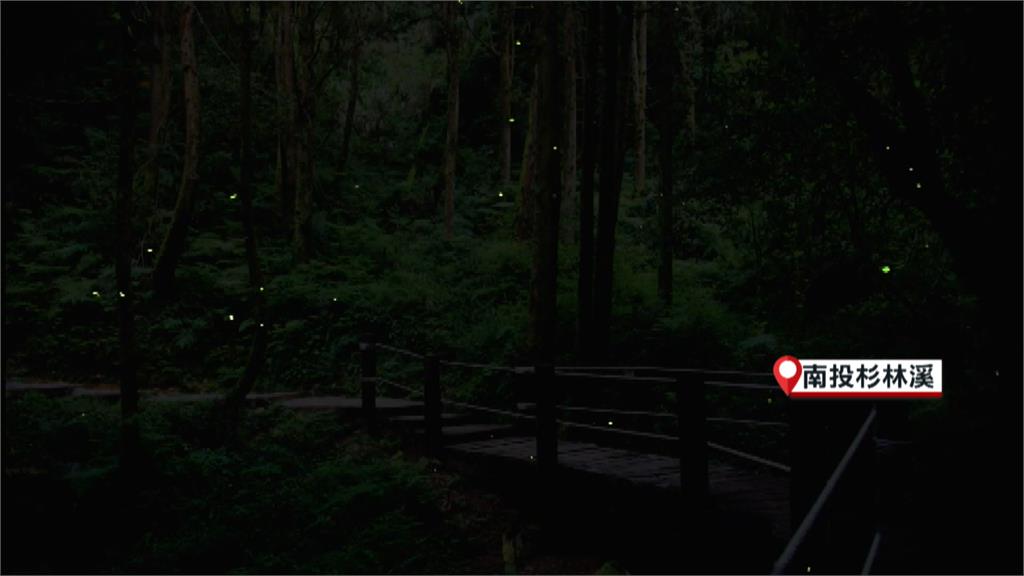 花神迎接春神!杉林溪白天賞櫻 晚上爭睹「神木螢」風采