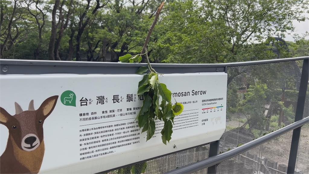 颱風肆虐！壽山動物園今休館清掃　旗津風箏節延至下週末八月初登場