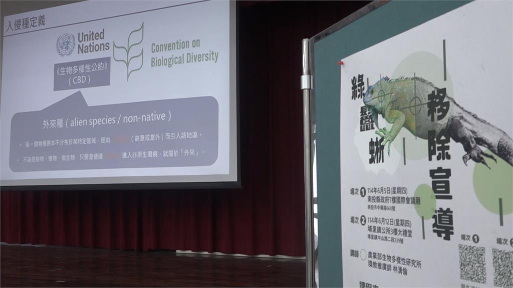 綠鬣蜥大舉入侵中台灣？　南投縣府宣導建立通報制度