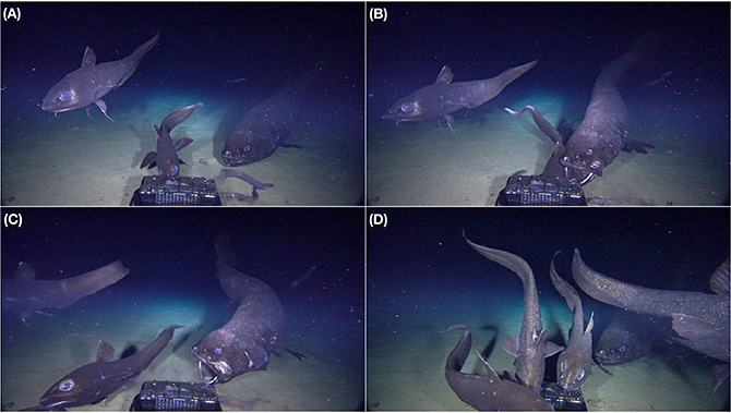 2.5公尺「神祕巨魚」日本深海再現蹤跡　「頂級掠食者」凶猛影像曝光