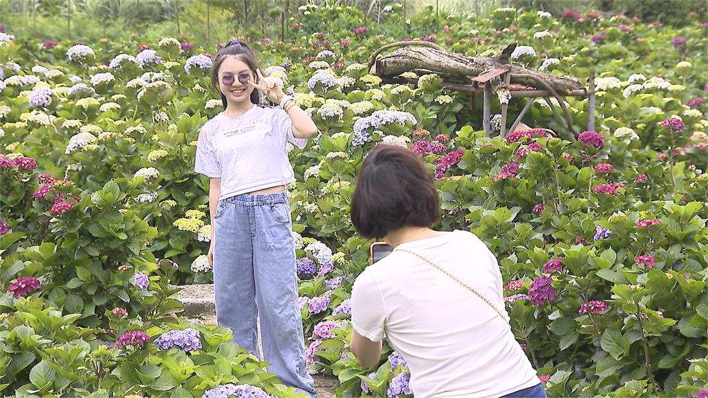 竹子湖繡球花絢麗登場 繽紛花朵+山中雲霧「浪漫爆表」