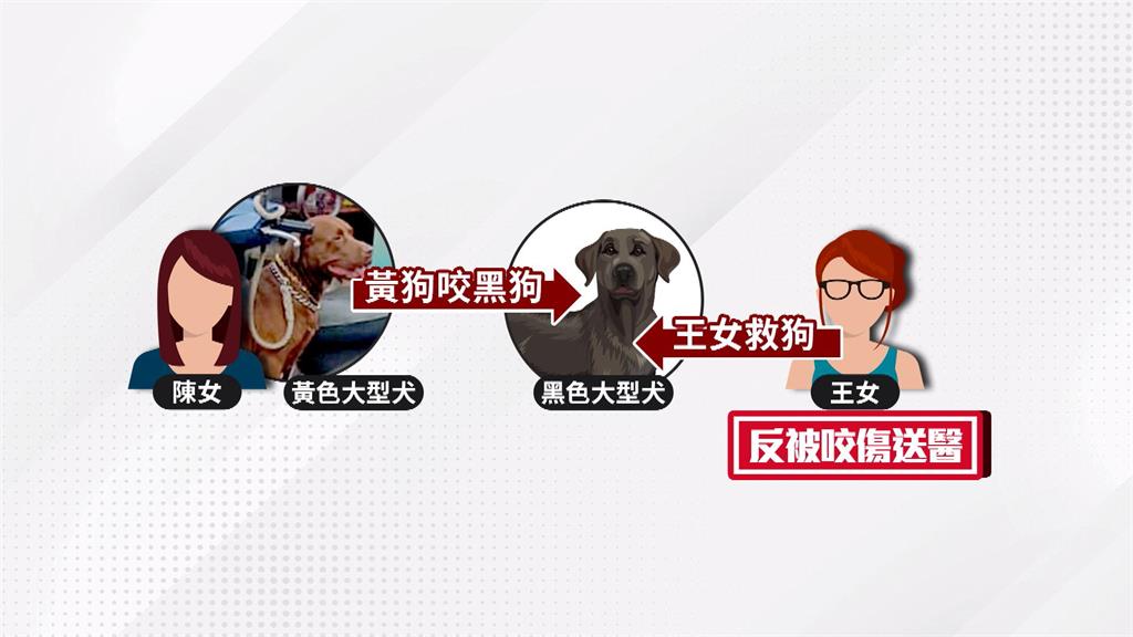 黃色惡犬突衝出撲上 婦人為保護愛犬腿遭咬傷