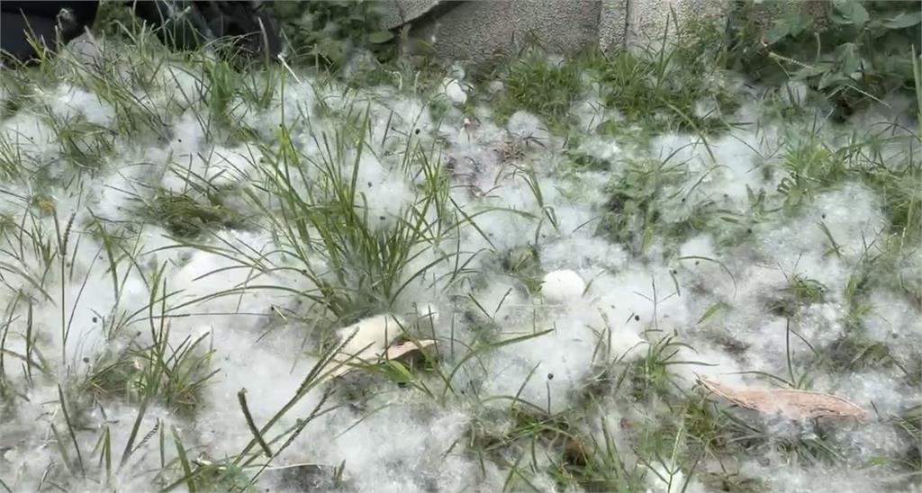 木棉樹棉絮飄散惹民怨 竹市府:已進行果莢打除作業