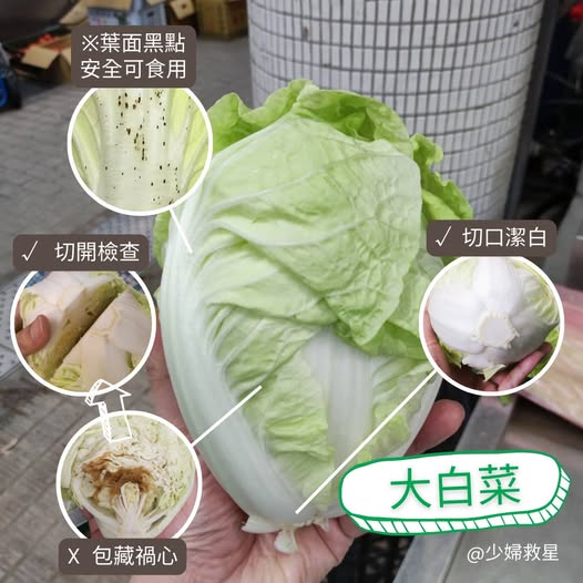 火鍋必備大白菜「長黑點」能吃？網紅菜販揭真相教戰「4挑選原則」