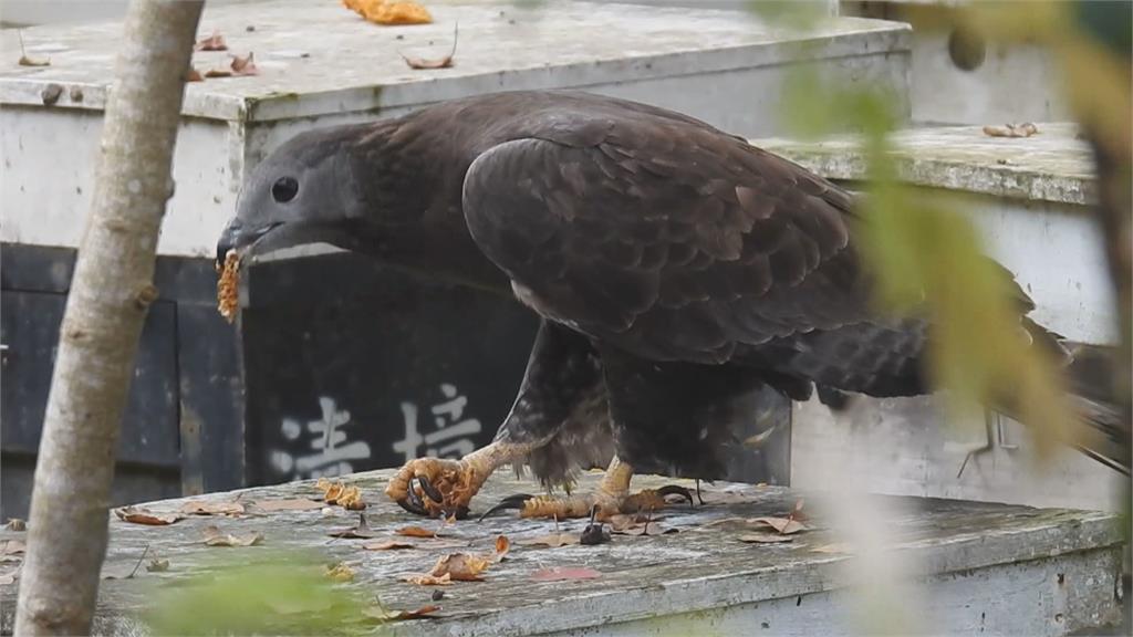二級保育動物「蜂鷹」 呼朋引伴大啖蜂蜜、蜂蛹