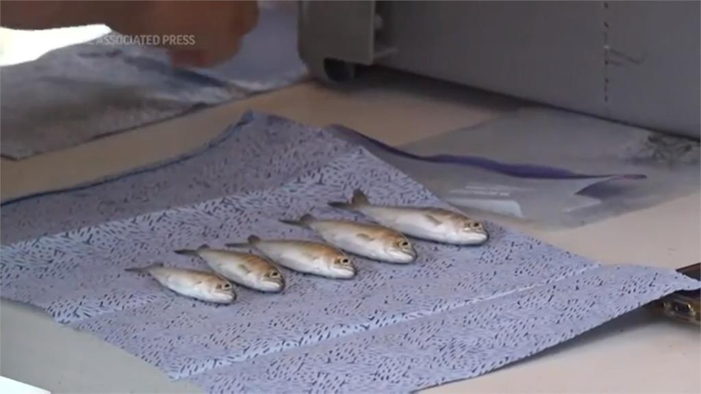 美國西岸旱象頻傳　大量鮭魚群「被熱死」