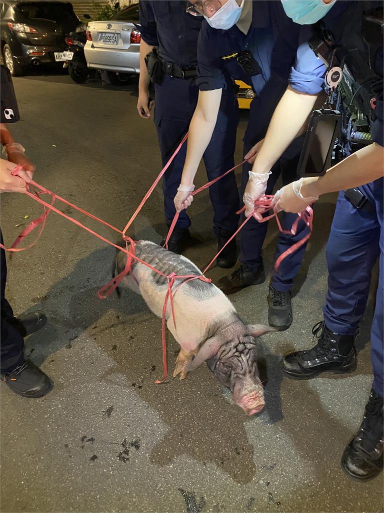 麝香豬深夜狂奔亂竄「沿路吼叫」　警民耗2小時五花大綁逮捕它