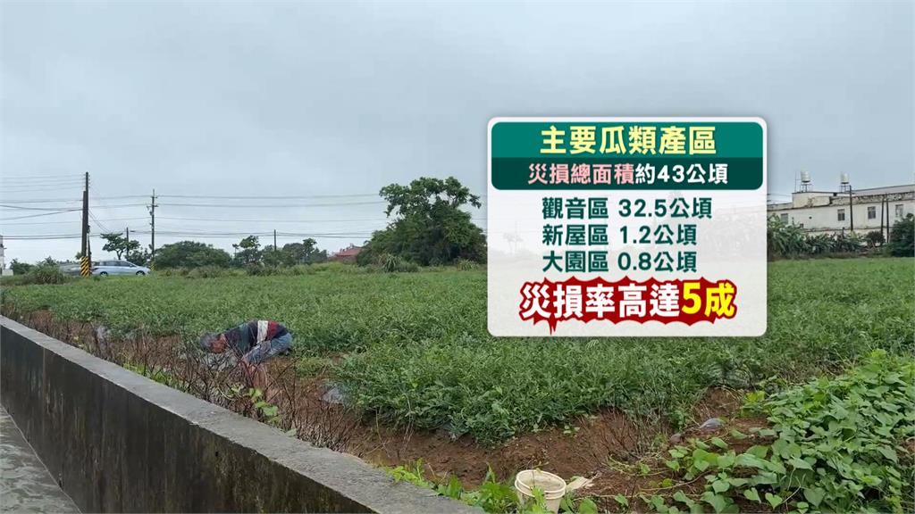 桃園梅雨害瓜果重傷! 觀音西瓜逾5成損傷達補助標準