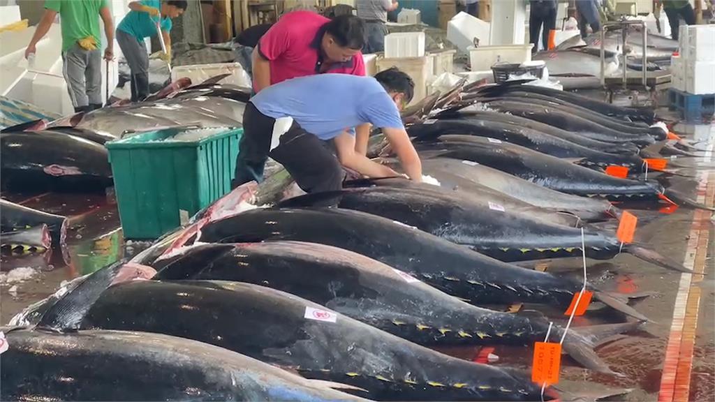 創新高!蘇澳拍賣黑鮪魚3852尾 年產值突破2億元