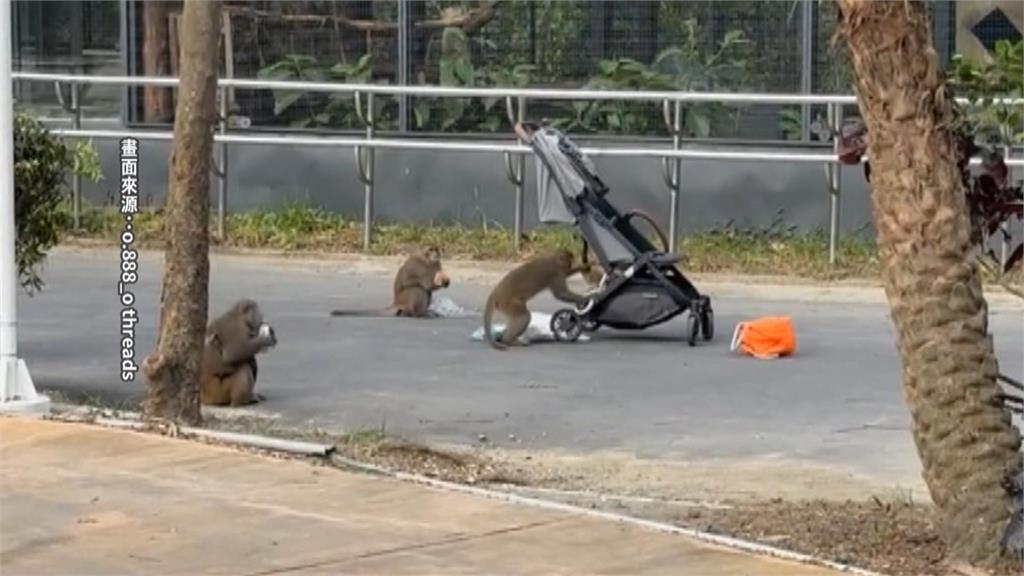 猴子洗劫娃娃車幸嬰兒無受傷　壽山動物園獼猴肆虐狀況嚴重