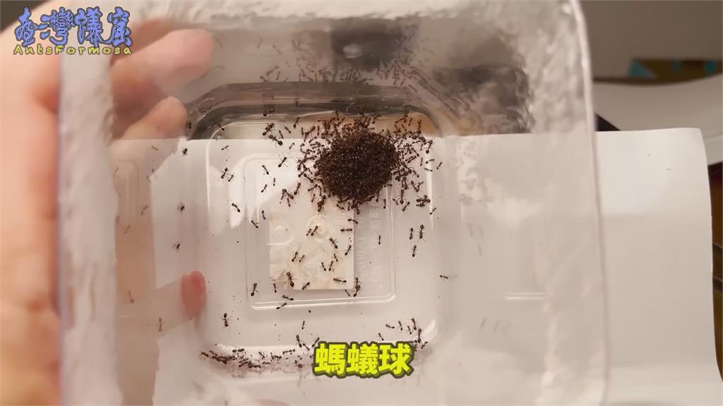 築巢畫面曝！紅火蟻巢穴被破壞灌水　重建僅花3小時網驚：比人類還團結