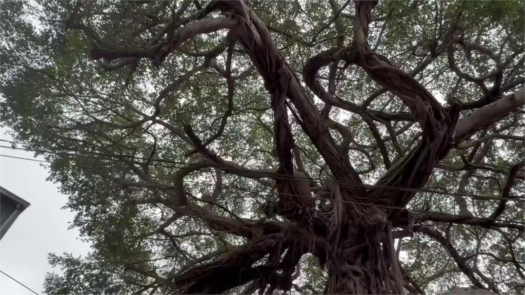 百年老樹「撞臉神獸」宛如鹿　民眾直呼：有靈氣
