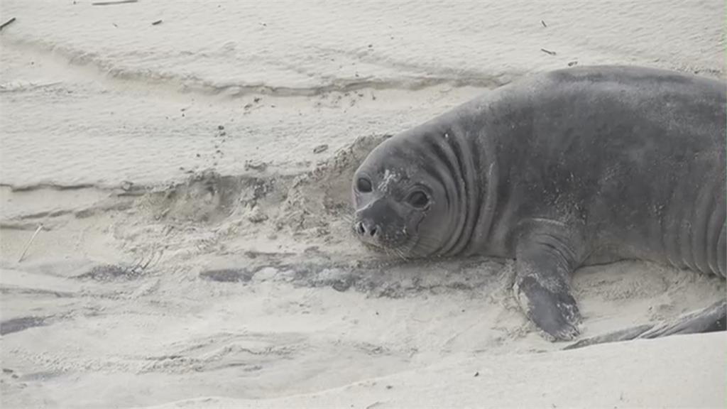 象鼻海豹海灘生產 海豹寶寶圓滾滾模樣擄獲人心...烏拉圭第一隻幼崽!