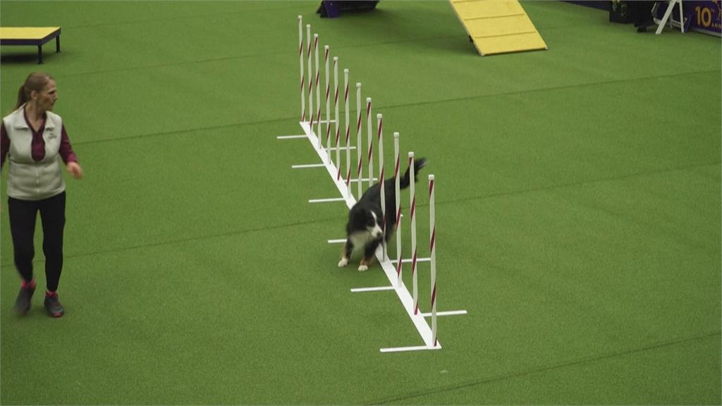 美國西敏犬展睽違2年回歸 毛小孩拚冠軍寶座
