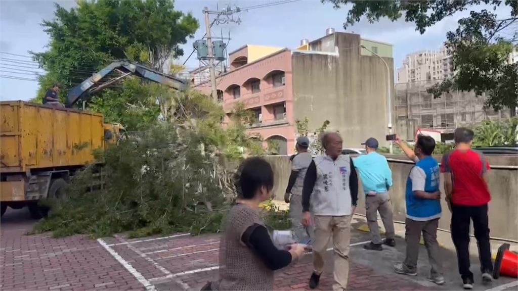 東北季風發威！　苗栗市整排路樹「連根拔起」倒塌