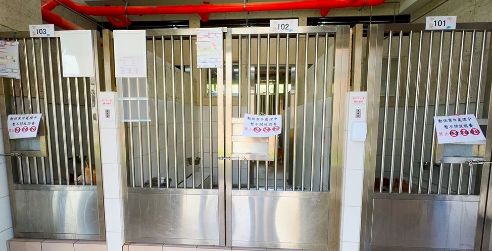 竹苗現「計畫性棄養柴犬」 範圍擴大到桃、雙北近30隻