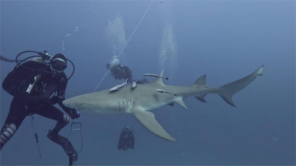 電影拍錯了？　佛州學者：鯊魚咬人很罕見　其實想避人類