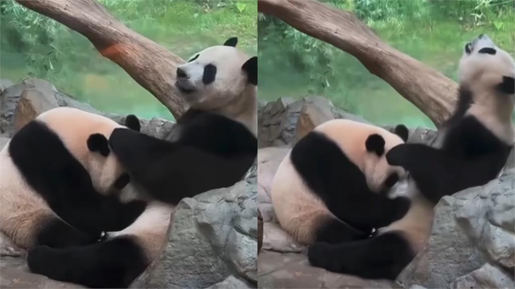 動物園「親密0遮互動片」被PO網！整頭埋進去…網驚：我到底看什麼
