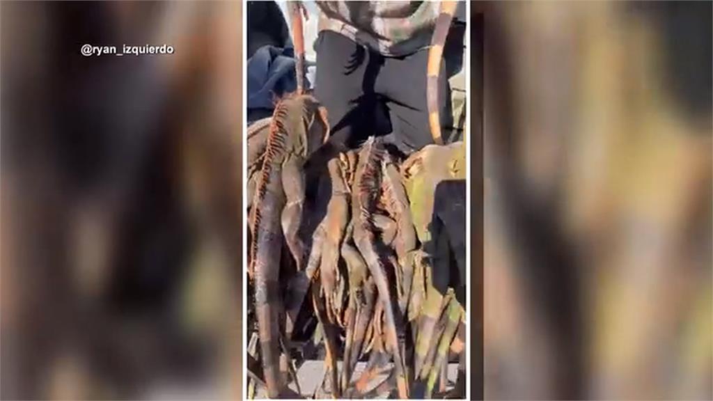 美國佛州寒流「下綠鬣蜥雨」　居民入菜做塔可、披薩網震驚