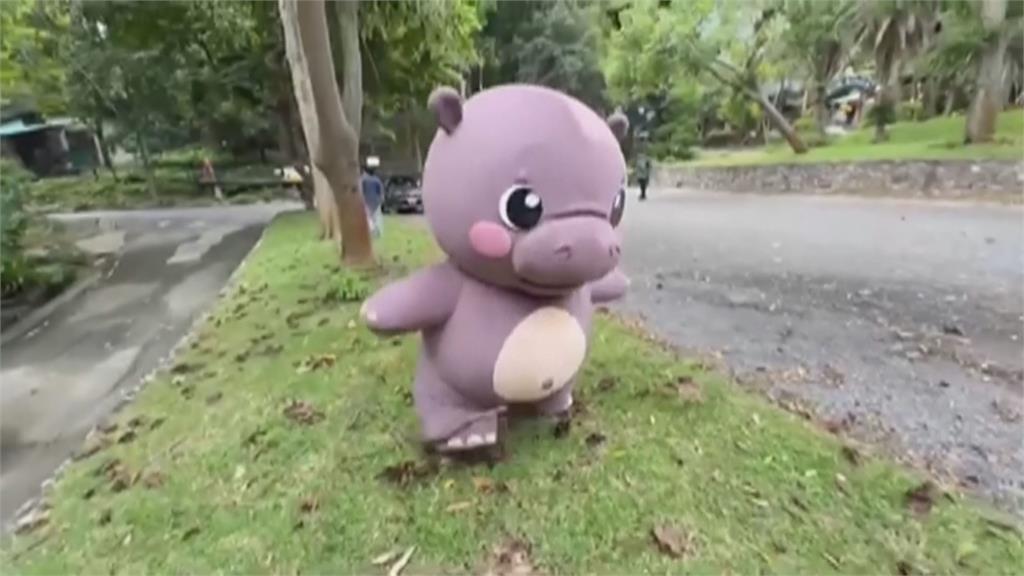 泰國動物園脫逃演習　工作人員扮"彈跳豬"脫逃