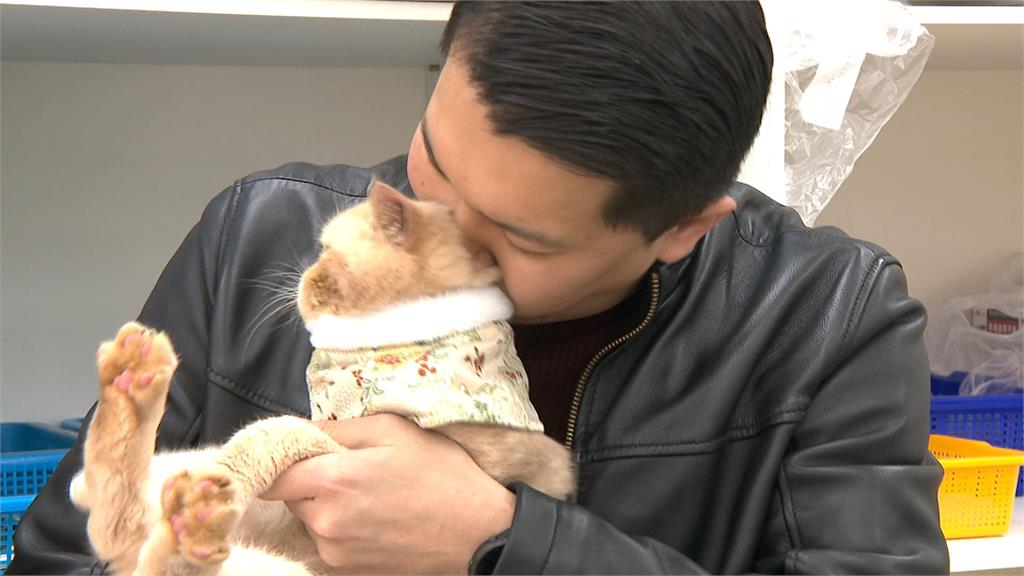 「貓咪年菜」和喵星人一起過年　新北議員林秉宥、李宇翔PK寵物年菜