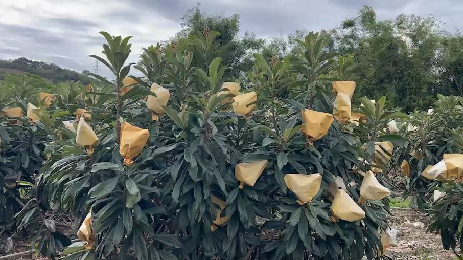 外來種八哥愛吃甜水果 侵害農作物枇杷農苦不堪言