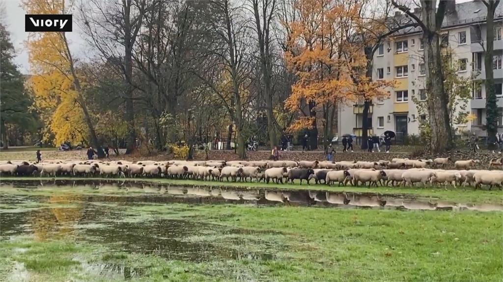 德國年度放牧活動　700隻羊咩咩走上街