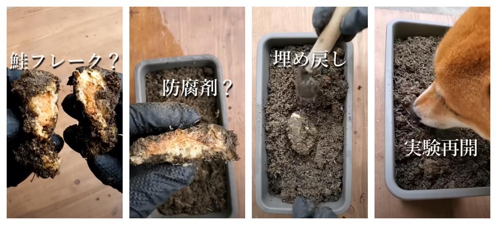 日本YTR過期飯糰埋土裡　1個月後「鮭魚內餡沒變」網歪樓：微生物超萌！