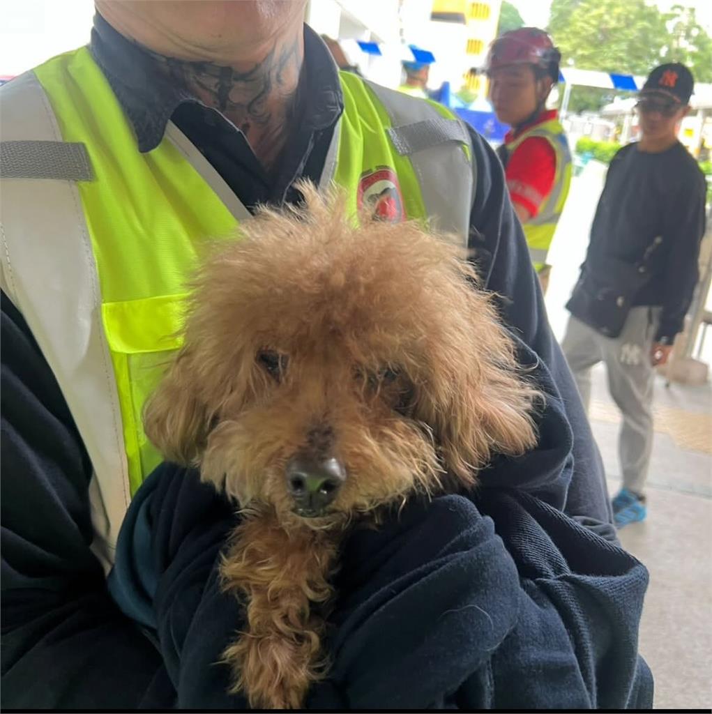 香港大埔宏福苑大火 消防員冒險救出9貓1狗感動網友