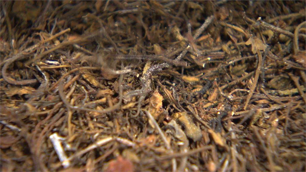 轉廢為能！台灣團隊開發馬尾藻發電技術　與貝里斯大使館簽署合作