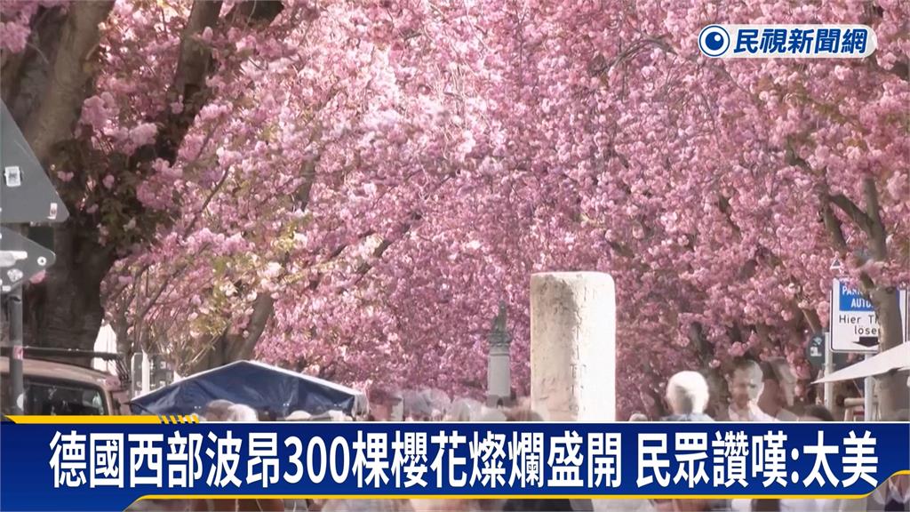 德國波昂300棵櫻花開盛！　「粉紅浪漫」延續兩週