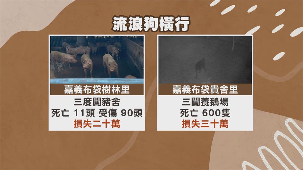 驚悚!布袋流浪狗橫行 豬隻與鵝慘遭「獵殺」