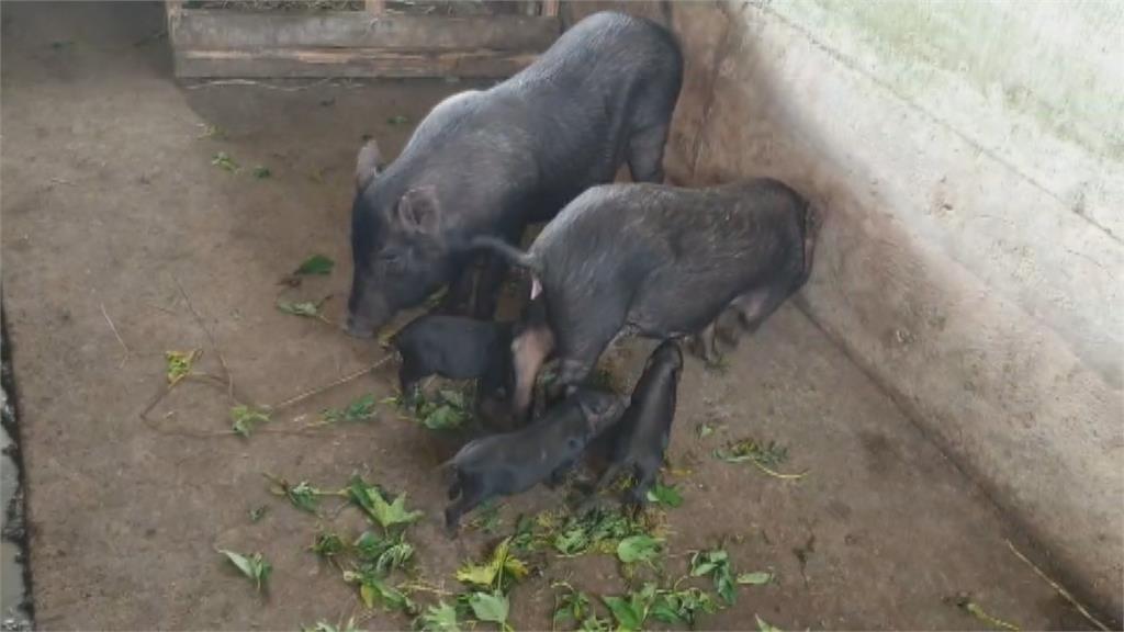 保種40年歸鄉 「蘭嶼豬」　成功誕下回流第一代