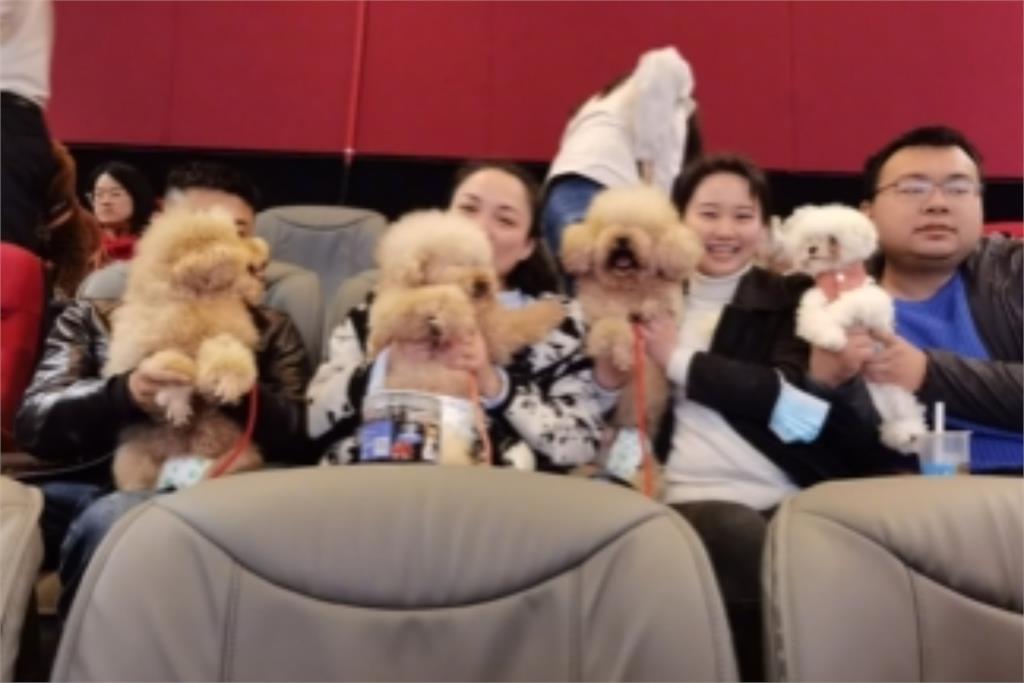 狗狗們包場看中國電影《忠犬八公》！網見畫面笑：寵物也要思想教育？