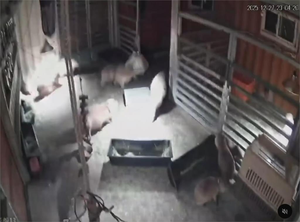 7.0強震斑比山丘水豚群反應曝光！業者認「有逃但不多」網笑：根本台人