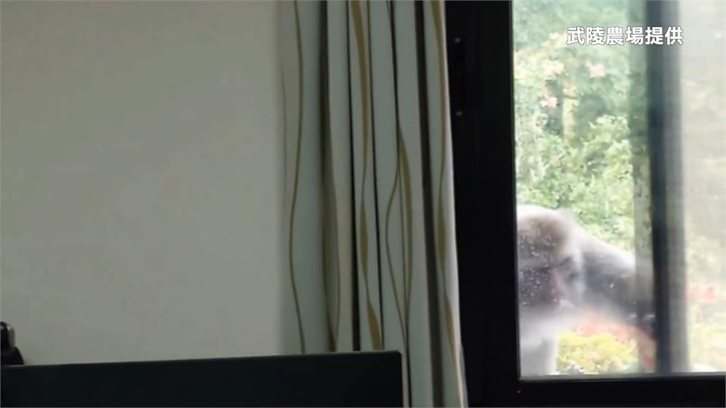 台灣獼猴大膽闖入辦公室,專家指出台灣獼猴與人類的生活界線越來越模糊