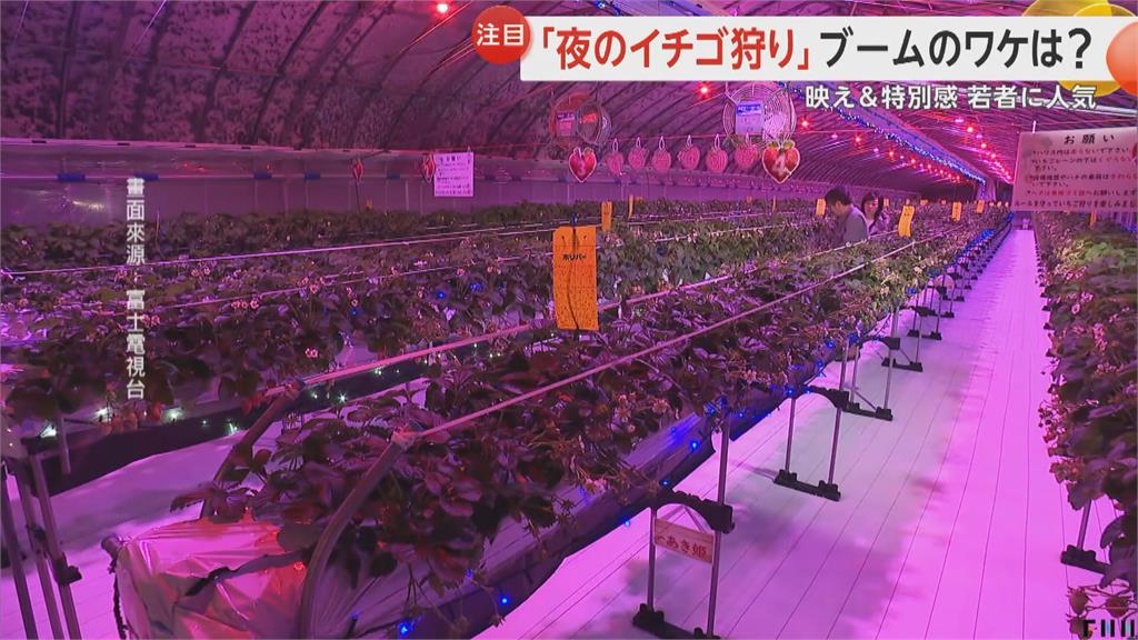 富山草莓園的「紫光」秘密？夜間觀光新趨勢曝出關鍵原因。
