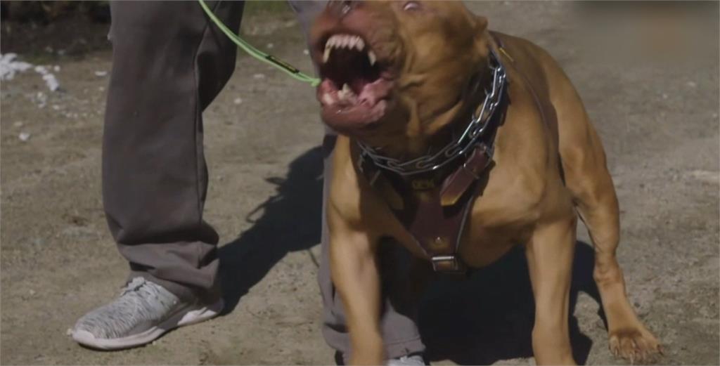 異言堂/獨!殺人索爾愛討摸 飼主揭兇狠比特犬轉性秘辛