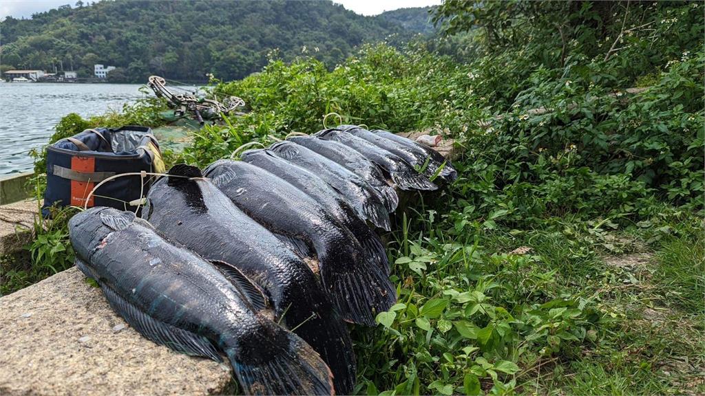 日月潭「除虎」有成!12條「超巨魚虎」1字排開驚人畫面曝光