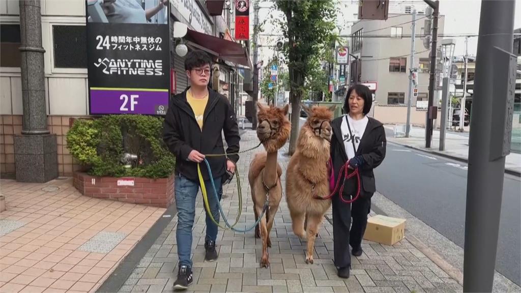 室內羊駝動物園超療癒 羊駝生性害羞!經訓練不怕生還會討抱