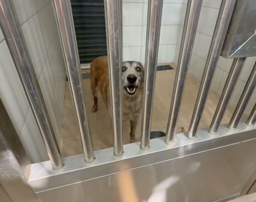 惡劣！新埔狗園餓死狗　其餘犬隻將接回動保所安置
