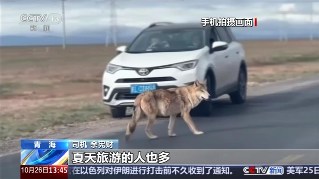 可可西里「網紅狼」爆紅 胖成水桶腰看不見脖子