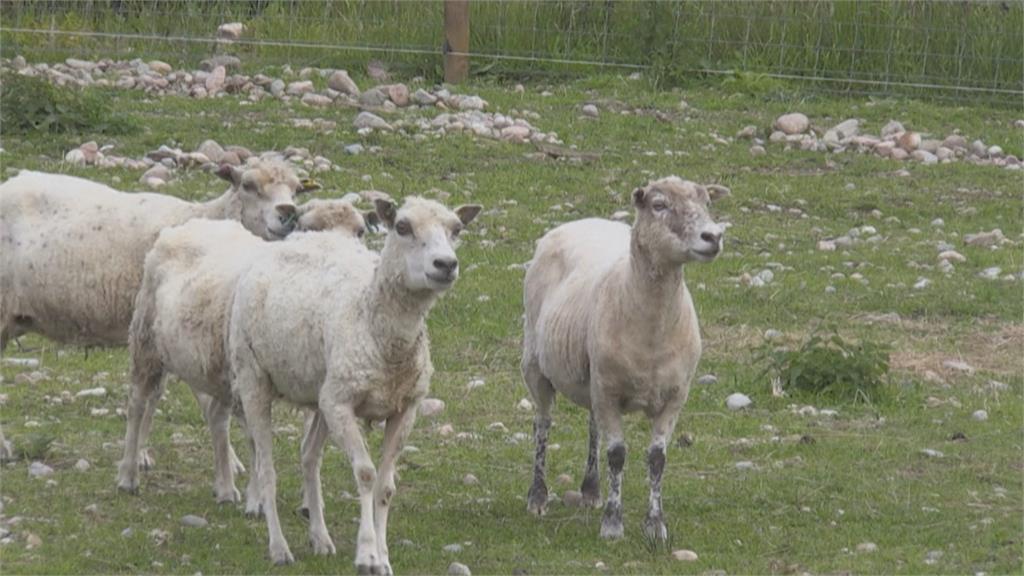 叼走小羊餵雛鳥　蘇格蘭畜牧業「出這招」解決海鵰危機