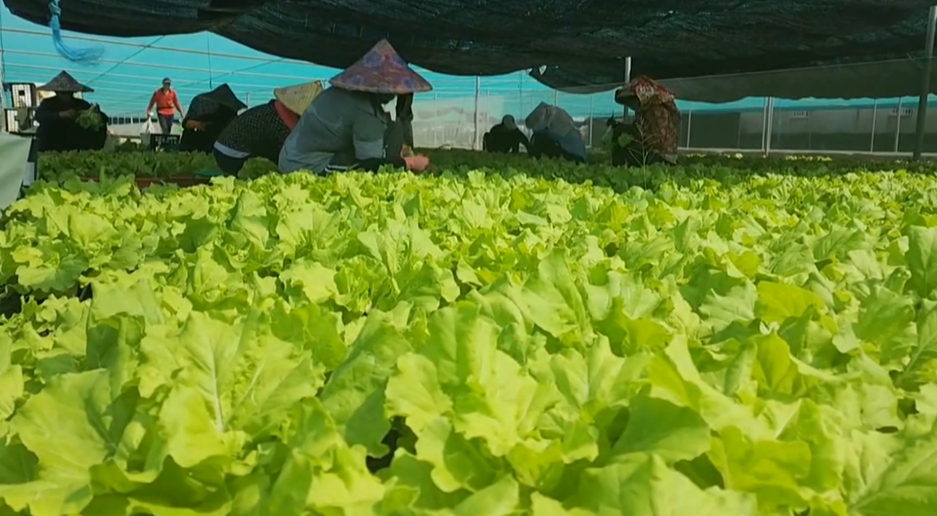 山陀兒逼近！　雲林菜農忙收菜　台中果農搶收甘露梨