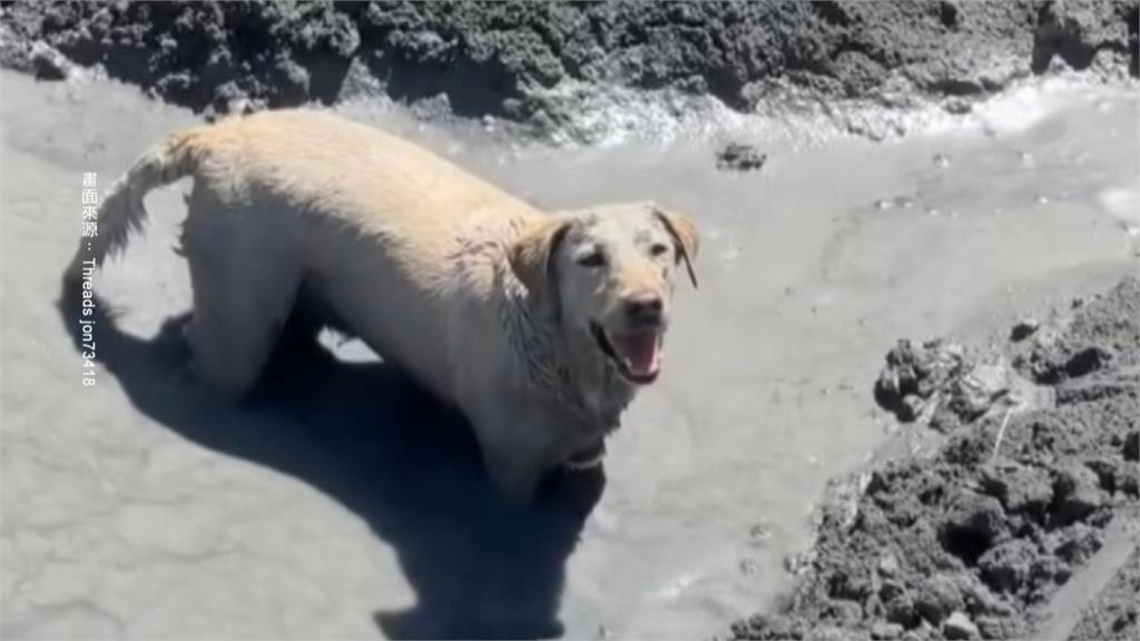 汪汪隊挺進花蓮！　　Fancy、Hero「穿梭厚泥搜救」萌翻爆紅