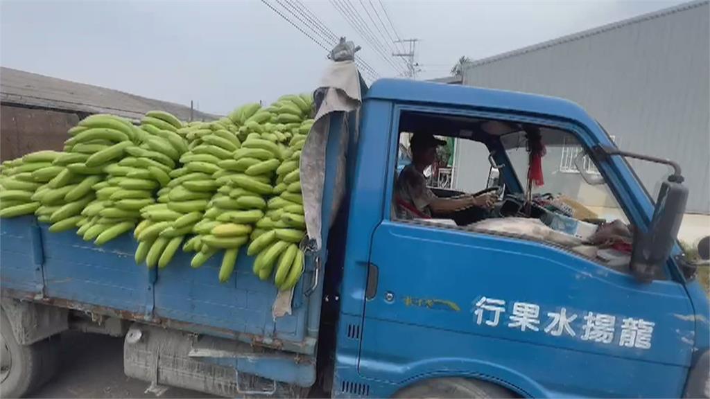 「蕉」慮！香蕉價格崩跌　屏東蕉農忙至集散場交貨