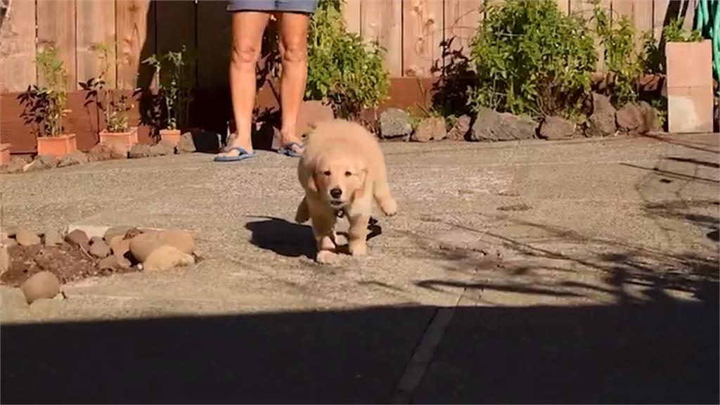 美國警消身心壓力爆棚　療癒犬巡迴抱抱超抒壓