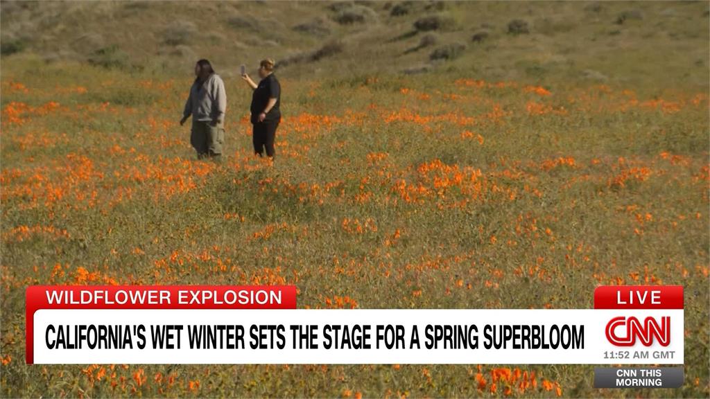 冬天雨水多+氣溫夠低　加州春天野花「超級大盛開」