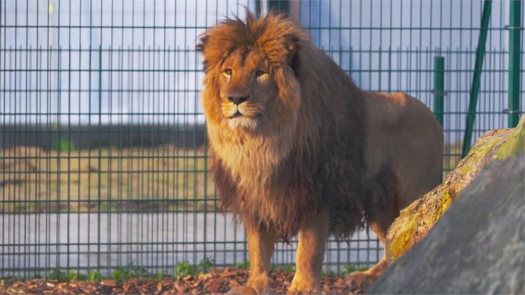 不忍俄烏戰火動物受害! 英非營利組織救援5隻獅子