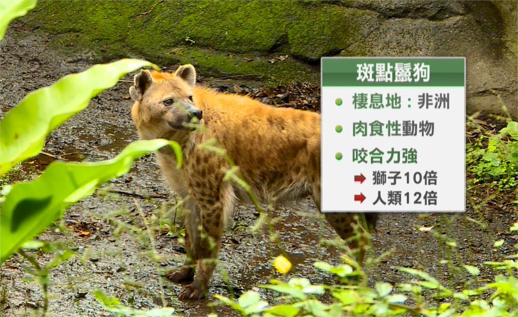 離譜!「少年Pi」斑點鬣狗遭遊客騷擾 動物園:脫序行為依法究辦